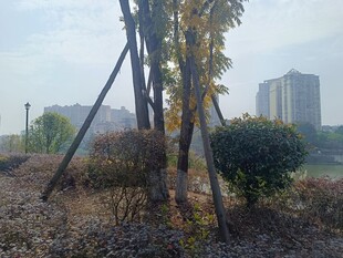 城市边的树木与简易支架