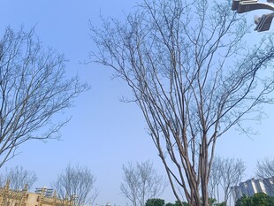 冬日光秃树木与晴朗天空