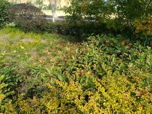 野外繁茂的黄色植物景观