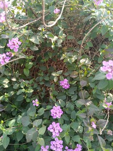 绽放的紫色小花与绿叶