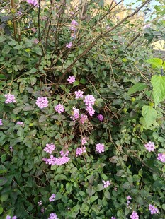 繁茂花丛中的粉色小花