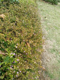 草丛中的动物身影