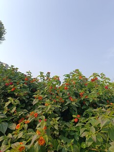 绿叶间的橙红花朵盛放