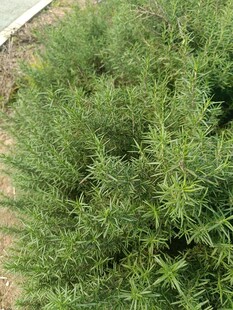 茂盛的绿色植物丛