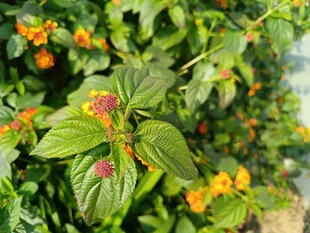 绿叶间的橙色小花