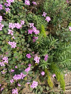 烂漫粉色花丛绿意相伴