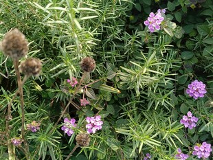 野外绽放的紫色小花