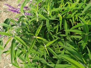 翠绿繁茂的丛生植物