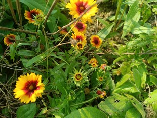 鲜艳双色菊绽放于绿叶间