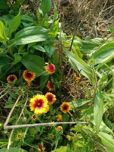 草丛中的多彩花朵