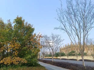 秋日街道旁的多彩树木景观