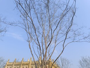 冬日枯树与蓝天背景