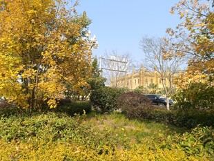 秋日金黄树林景观