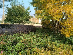 秋日园林绿植景观