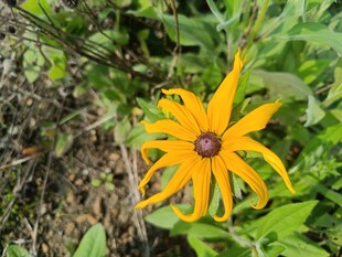 黄色菊科花朵特写