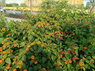 多彩花丛绽放生机