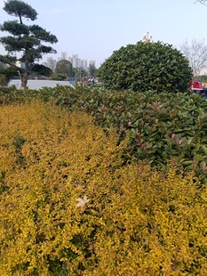 秋日金黄植物景观