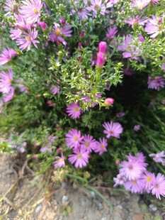 绽放的紫色花卉景观