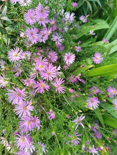 粉色小花绽放于绿草间