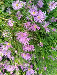 紫色小花绽放于绿草丛中