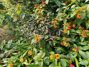 绿叶间绽放的橙色小花