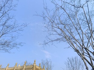 冬日树梢下的金色建筑