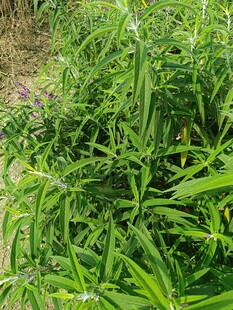 茂盛的绿色植物景观