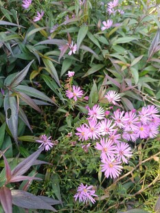 绽放的粉紫色小花