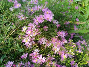 烂漫紫花绽放于绿野