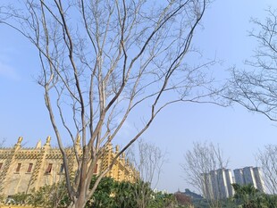 冬日枯树旁的建筑景观