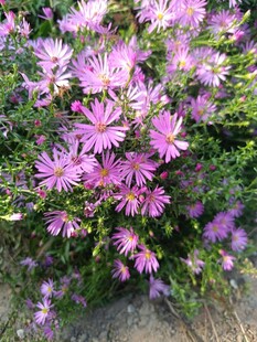 紫色繁花绽放于绿叶间