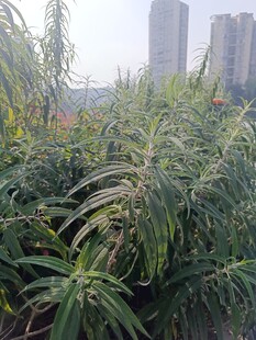 城市中茂盛的绿色植物景观