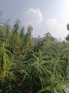 户外茂密绿植自然景象