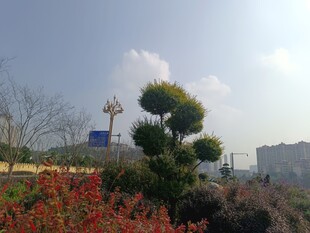 城市中的绿植景观