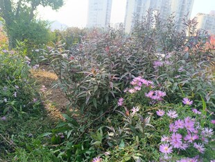 花园中的多彩花卉景观