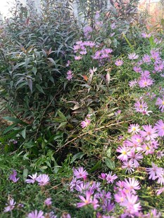 紫色花丛绽放生机