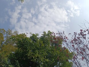 树梢之上的蓝天白云