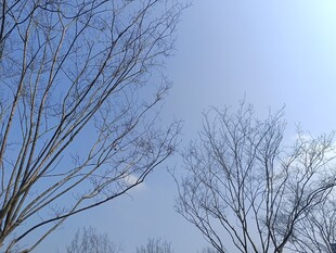 冬日无叶树枝与蓝天