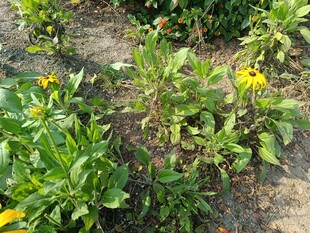 田间绽放的黄色小花