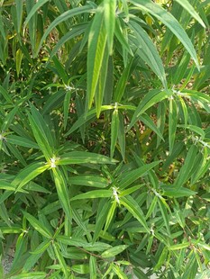 翠绿植物生机盎然