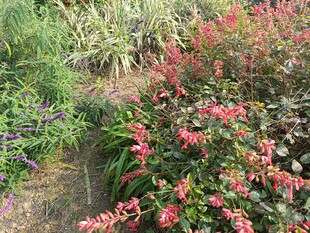 多彩花卉植物景观