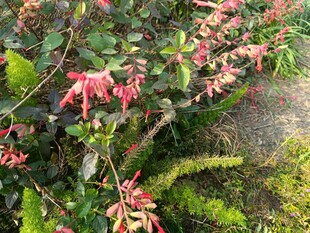 红色花卉与绿植共生景观