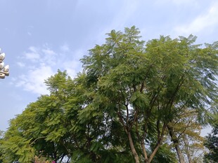 葱郁树木映衬蓝天白云