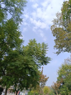 夏日绿树蓝天景致