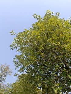 阳光下的葱郁绿树