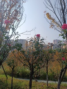 秋日园林花卉树木景致