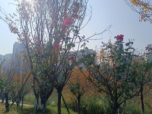 秋日公园繁花绿树景致