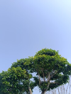 蓝天映衬下的葱郁树木