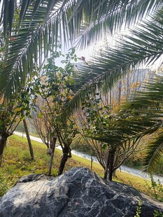 阳光洒落的林间景致