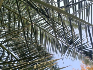 棕榈叶下的静谧水面